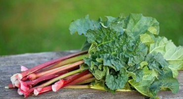 Rebarbora - její odrůdy, pravidla výsadby a pěstování